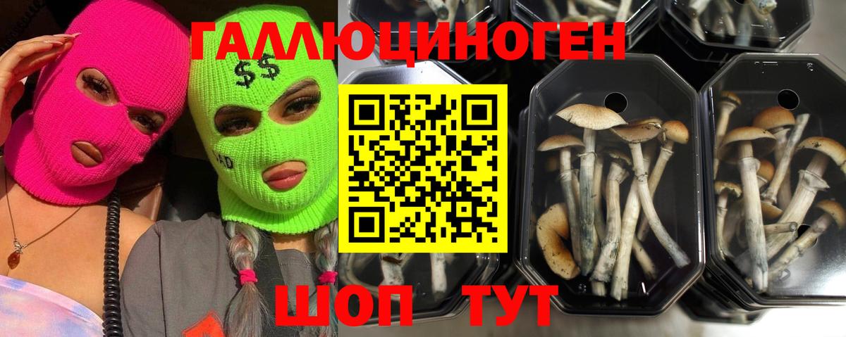 Галлюциногенные грибы Psilocybine cubensis  Тюмень  Псилоцибиновые грибы MAGIC MUSHROOMS 